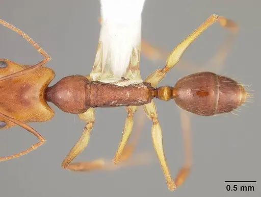 Anochetus targionii specimen USNMENT00441939 image usnment00441939_1