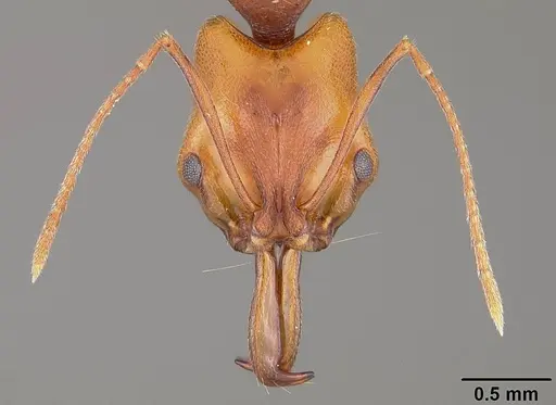 Anochetus targionii specimen USNMENT00441939 image usnment00441939_2