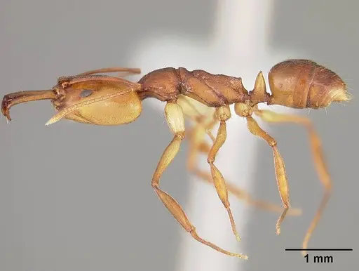 Anochetus targionii specimen USNMENT00441939 image usnment00441939_3