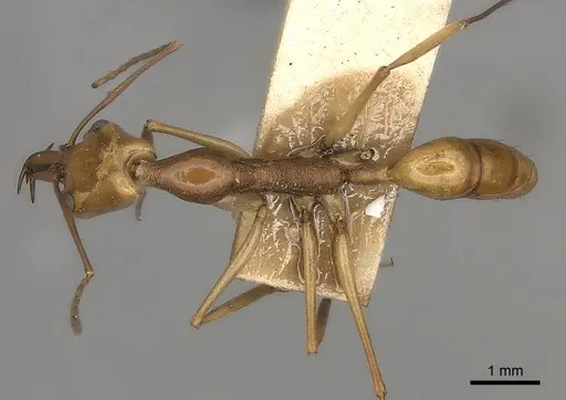 Anochetus testaceus specimen CASENT0217513 image casent0217513_1