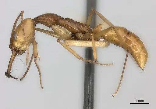 Anochetus testaceus specimen CASENT0217513 image casent0217513_3
