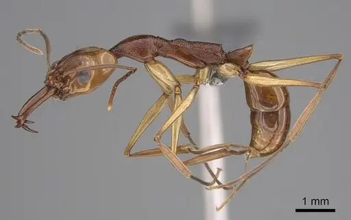 Anochetus testaceus specimen CASENT0729163 image casent0729163_1
