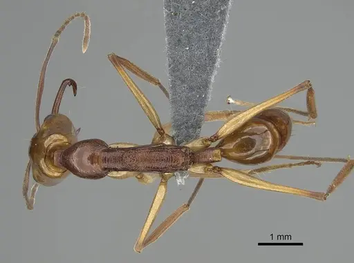 Anochetus testaceus specimen CASENT0729165 image casent0729165_1