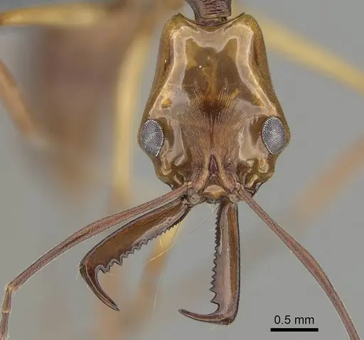 Anochetus testaceus specimen CASENT0729165 image casent0729165_2