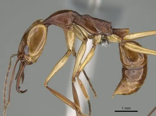 Anochetus testaceus specimen CASENT0729165 image casent0729165_3