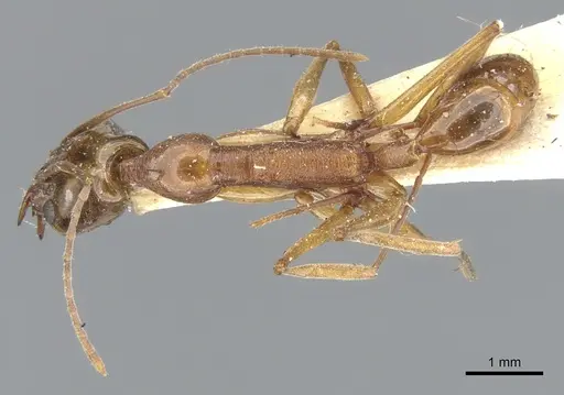Anochetus testaceus specimen CASENT0902428 image casent0902428_1