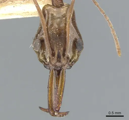Anochetus testaceus specimen CASENT0902428 image casent0902428_2