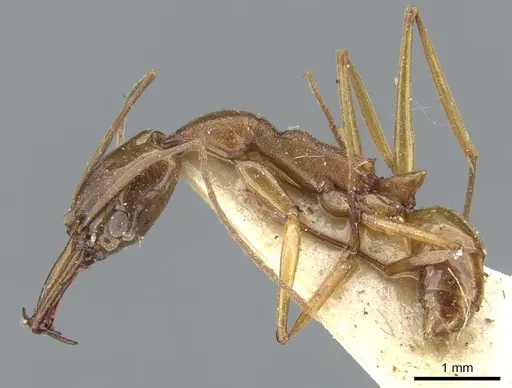 Anochetus testaceus specimen CASENT0902428 image casent0902428_3