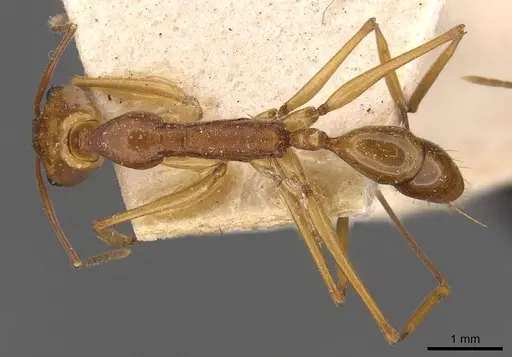 Anochetus testaceus specimen CASENT0907421 image casent0907421_1