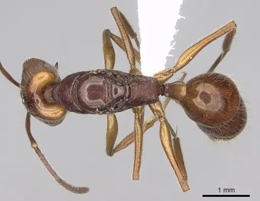 Anochetus traegaordhi specimen CASENT0010780 image casent0010780_1