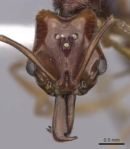 Anochetus traegaordhi specimen CASENT0010780 image casent0010780_2