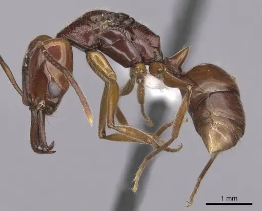 Anochetus traegaordhi specimen CASENT0010780 image casent0010780_3