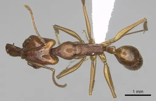 Anochetus traegaordhi specimen CASENT0010781 image casent0010781_1