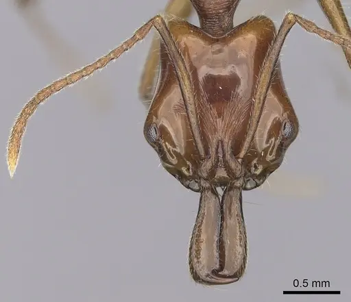 Anochetus traegaordhi specimen CASENT0010781 image casent0010781_2