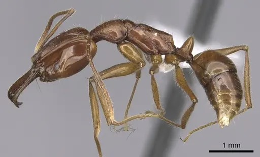 Anochetus traegaordhi specimen CASENT0010781 image casent0010781_3