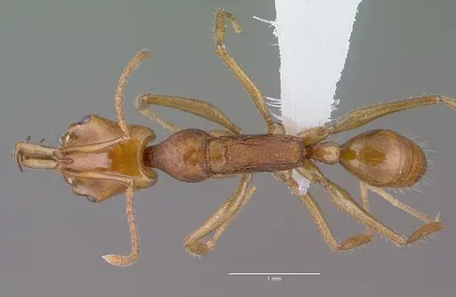 Anochetus traegaordhi specimen CASENT0010782 image casent0010782_1