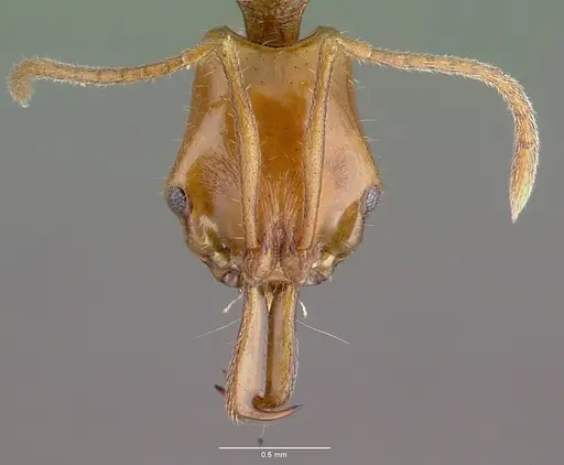 Anochetus traegaordhi specimen CASENT0010782 image casent0010782_2