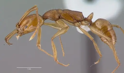 Anochetus traegaordhi specimen CASENT0010782 image casent0010782_3