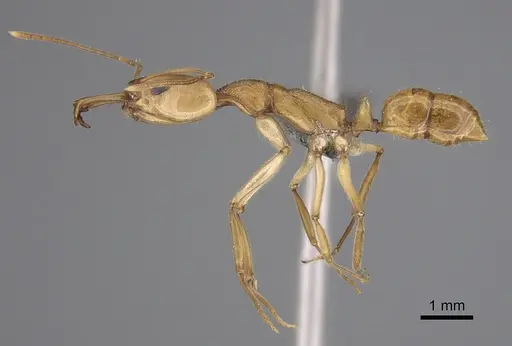 Anochetus traegaordhi specimen CASENT0253634 image casent0253634_1