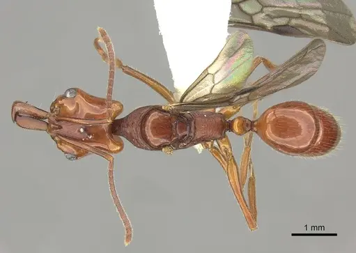 Anochetus traegaordhi specimen CASENT0260510 image casent0260510_1