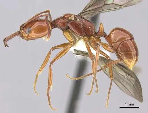 Anochetus traegaordhi specimen CASENT0260510 image casent0260510_3