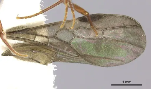 Anochetus traegaordhi specimen CASENT0260510 image casent0260510_4