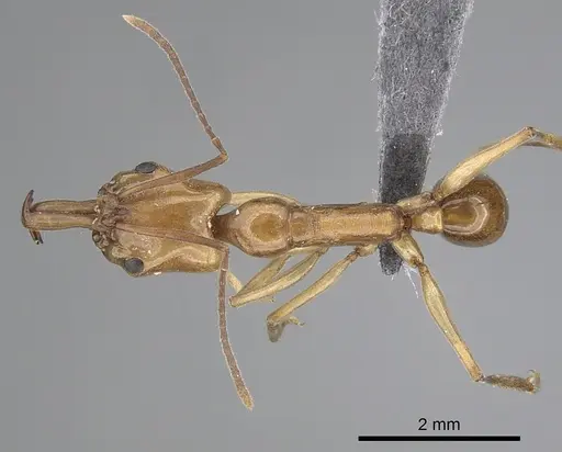 Anochetus traegaordhi specimen CASENT0263886 image casent0263886_1