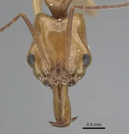 Anochetus traegaordhi specimen CASENT0263886 image casent0263886_2