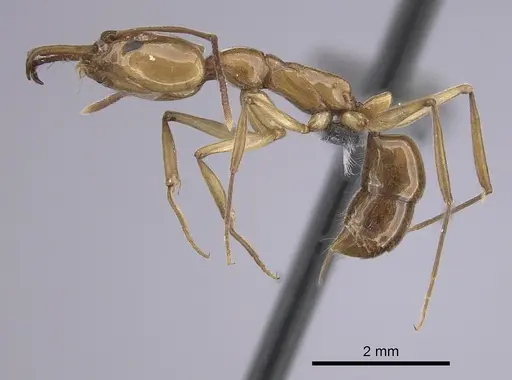 Anochetus traegaordhi specimen CASENT0263886 image casent0263886_3