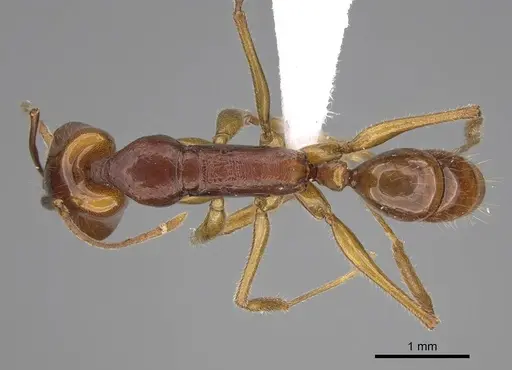 Anochetus traegaordhi specimen CASENT0408416 image casent0408416_1
