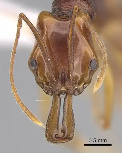 Anochetus traegaordhi specimen CASENT0408416 image casent0408416_2