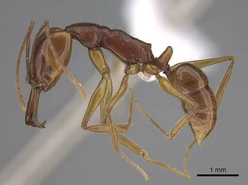 Anochetus traegaordhi specimen CASENT0408416 image casent0408416_3