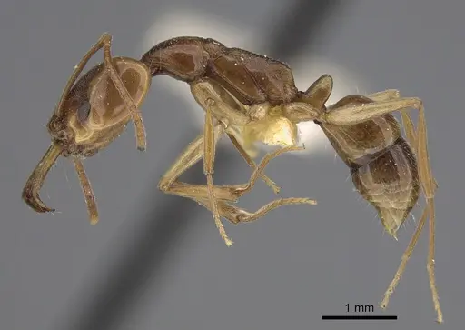 Anochetus traegaordhi specimen CASENT0810452 image casent0810452_1