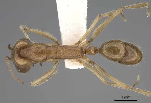 Anochetus traegaordhi specimen CASENT0810453 image casent0810453_1