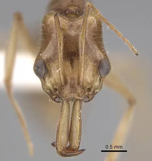 Anochetus traegaordhi specimen CASENT0810453 image casent0810453_2