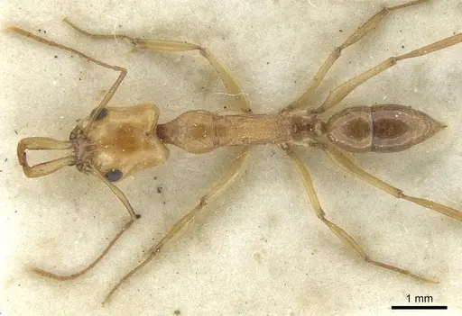 Anochetus traegaordhi specimen CASENT0902453 image casent0902453_1