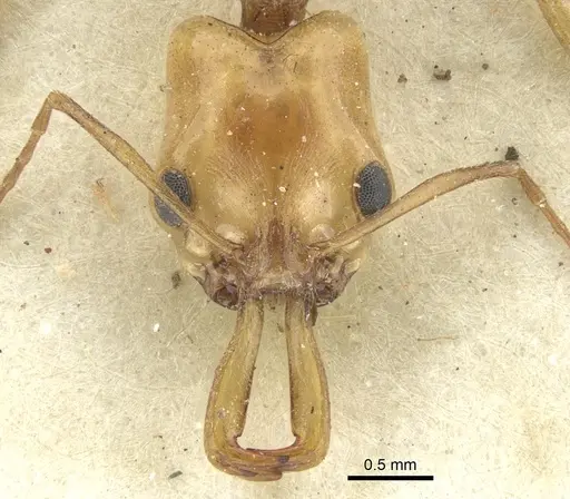 Anochetus traegaordhi specimen CASENT0902453 image casent0902453_2