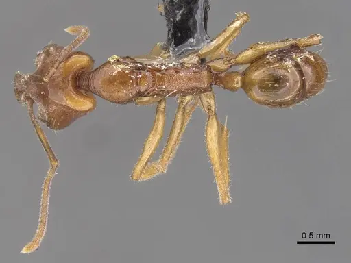 Anochetus traegaordhi specimen CASENT0913742 image casent0913742_1