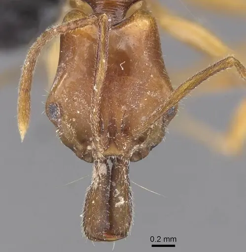 Anochetus traegaordhi specimen CASENT0913742 image casent0913742_2