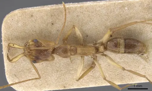 Anochetus traegaordhi specimen CASENT0915168 image casent0915168_1