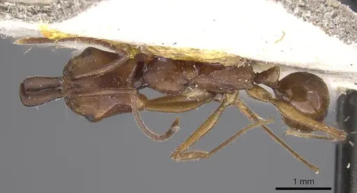 Anochetus traegaordhi specimen CASENT0915477 image casent0915477_1
