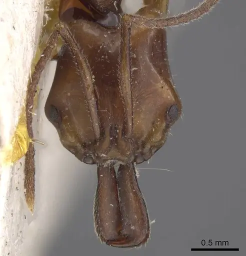 Anochetus traegaordhi specimen CASENT0915477 image casent0915477_2
