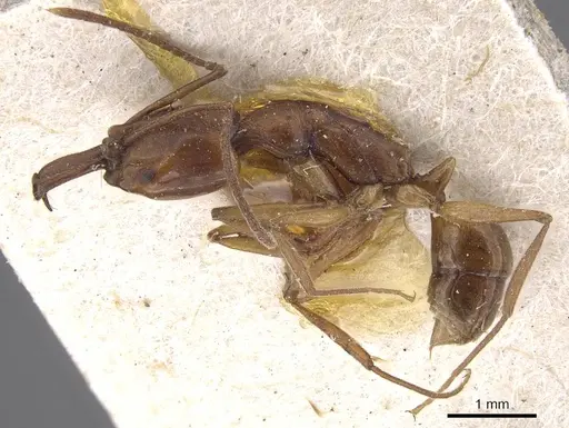 Anochetus traegaordhi specimen CASENT0915477 image casent0915477_3