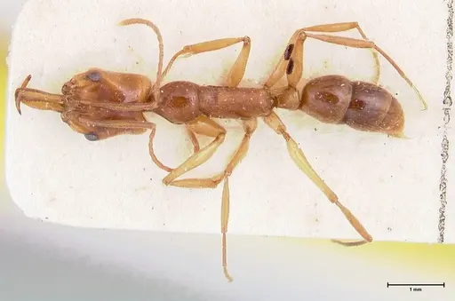Anochetus traegaordhi specimen FOCOL1040 image focol1040_1