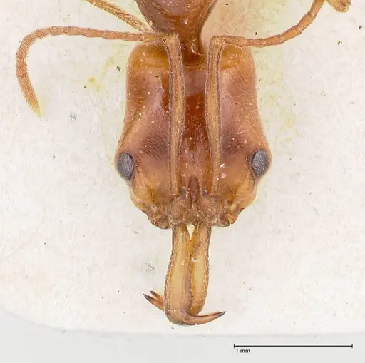 Anochetus traegaordhi specimen FOCOL1040 image focol1040_2