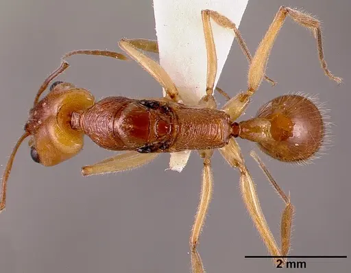 Anochetus traegaordhi specimen SAM-HYM-C001378A image sam-hym-c001378a_1