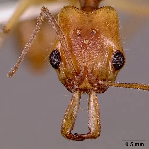 Anochetus traegaordhi specimen SAM-HYM-C001378A image sam-hym-c001378a_2