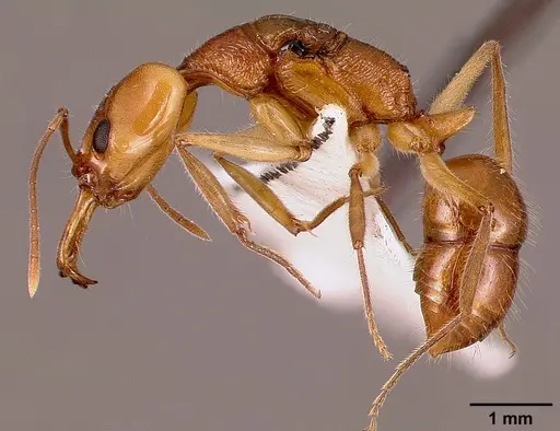 Anochetus traegaordhi specimen SAM-HYM-C001378A image sam-hym-c001378a_3