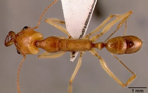 Anochetus traegaordhi specimen SAM-HYM-C001378B image sam-hym-c001378b_1