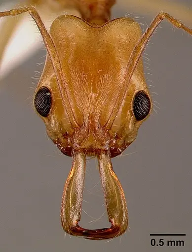 Anochetus traegaordhi specimen SAM-HYM-C001378B image sam-hym-c001378b_2
